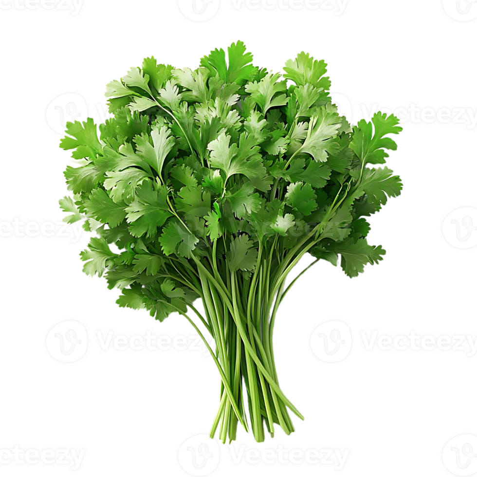 Fresh Green Cilantro Bunch Isolated on Transparent Background, Perfect for Culinary and Decoration png