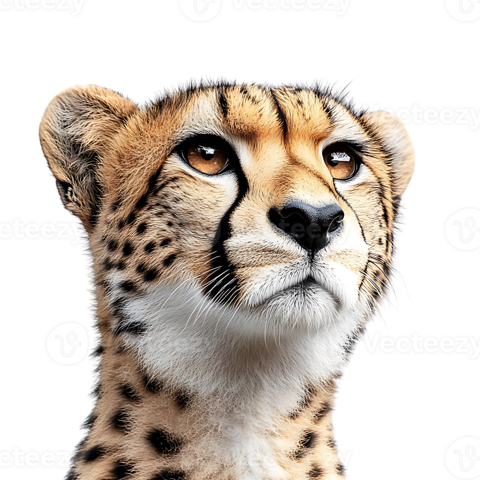 Cheetah Gazing Upward, a Transparent Background Image png