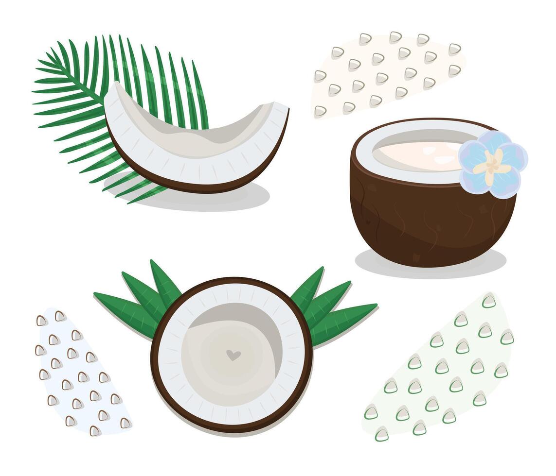 Colorful coconut set in different variations, nut piece with leaves, half of coconut, illustrations vector