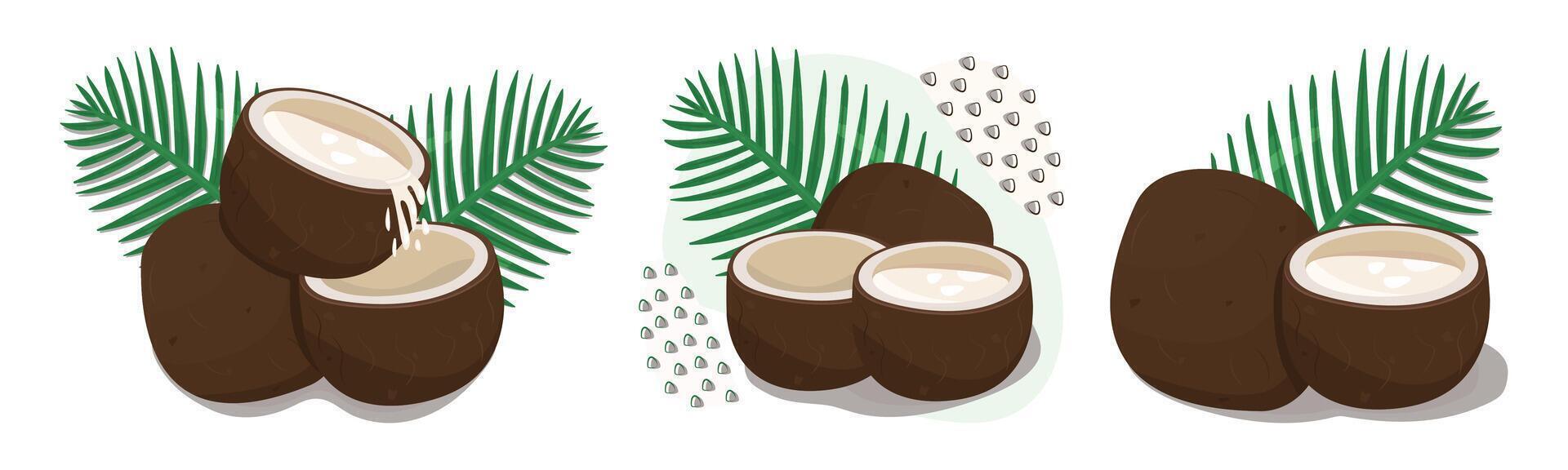 Color coconut set, nut with palm leaves, colorful illustrations vector