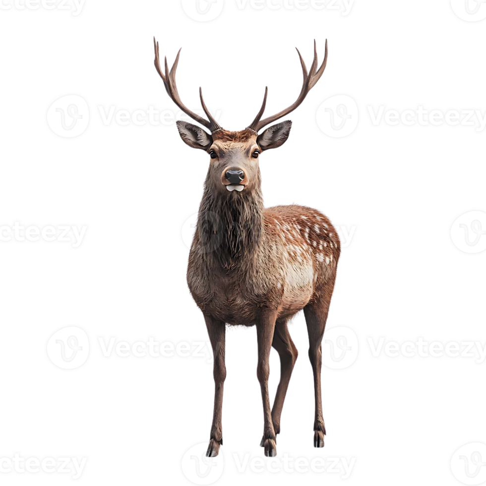 A Majestic Deer Stands Tall Against a Transparent Background, Its Antlers Branching Out, Its Coat Spotted with White png
