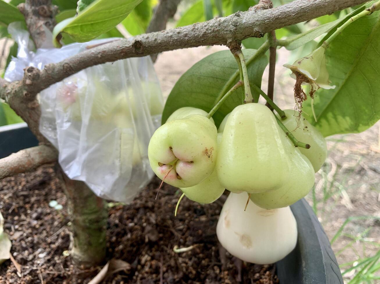 The guava plant in the black pot is already bearing fruit. photo