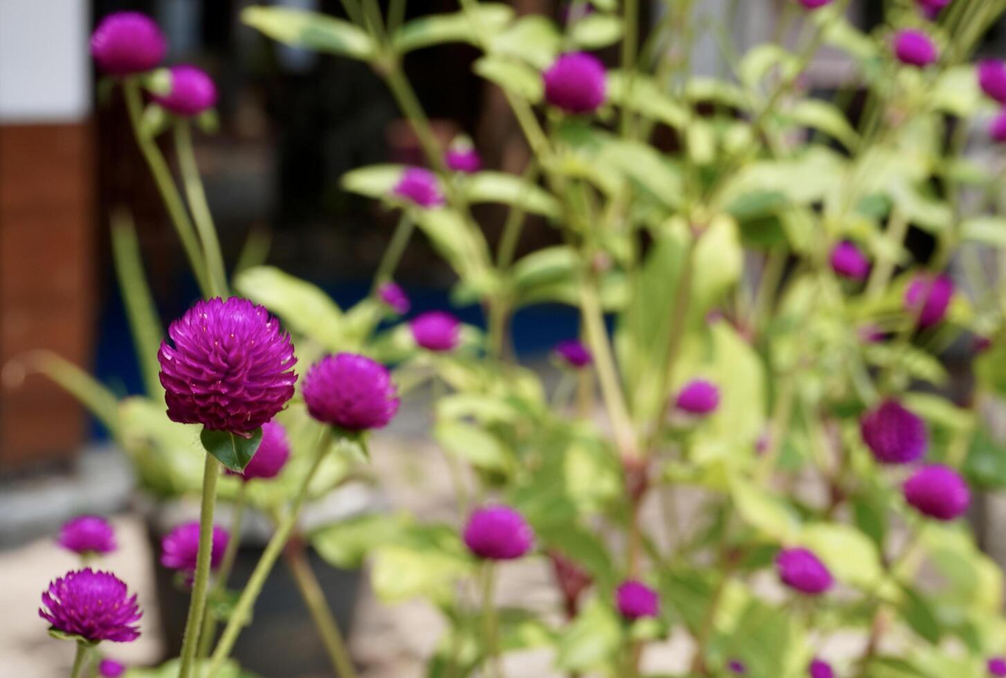Purple pink colored globe amaranth flowers isolated on horizontal green leaves background. photo