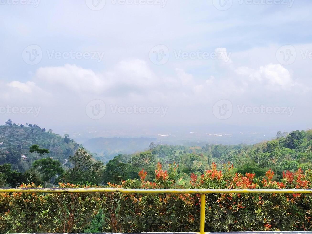 Colorful flower with mountain background view photo