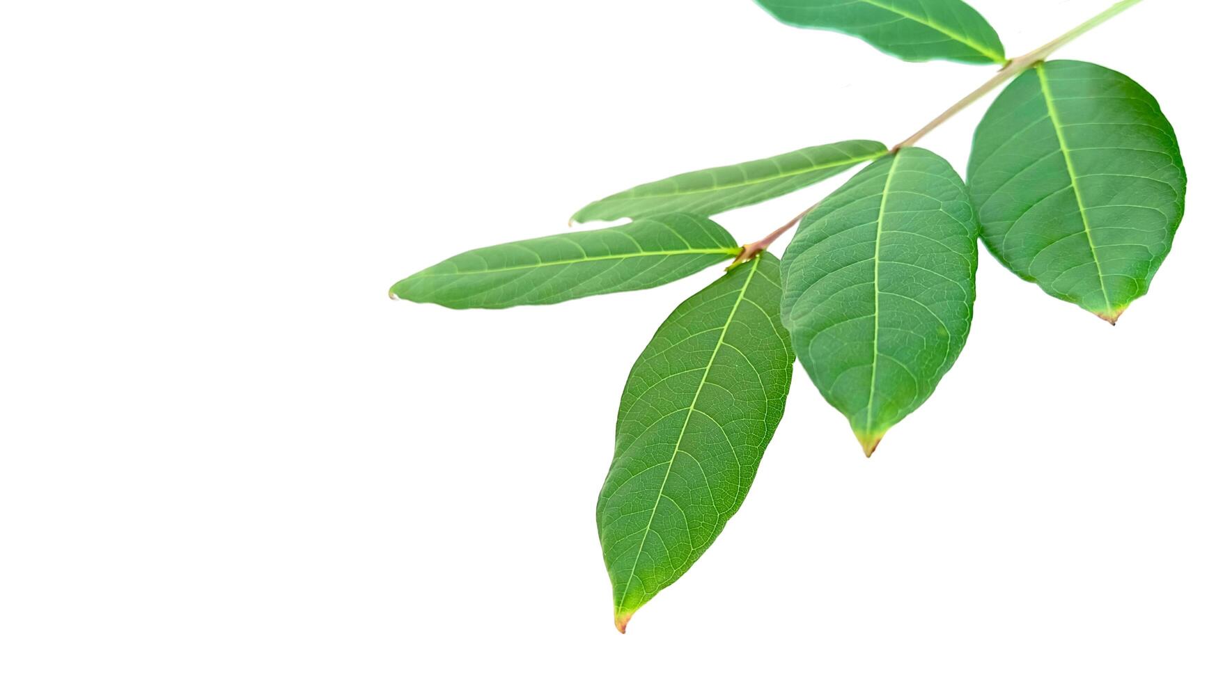 Cut out of tree leaves with clipping paths on a white background photo