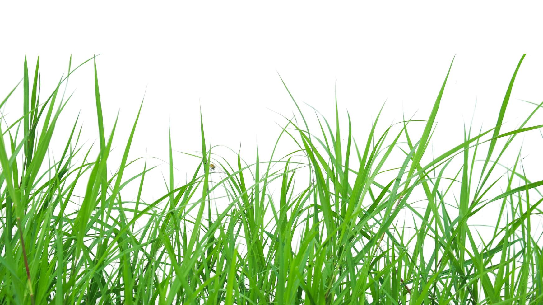 A cut-out of a clump of green tall grass on a white background with clipping paths. photo