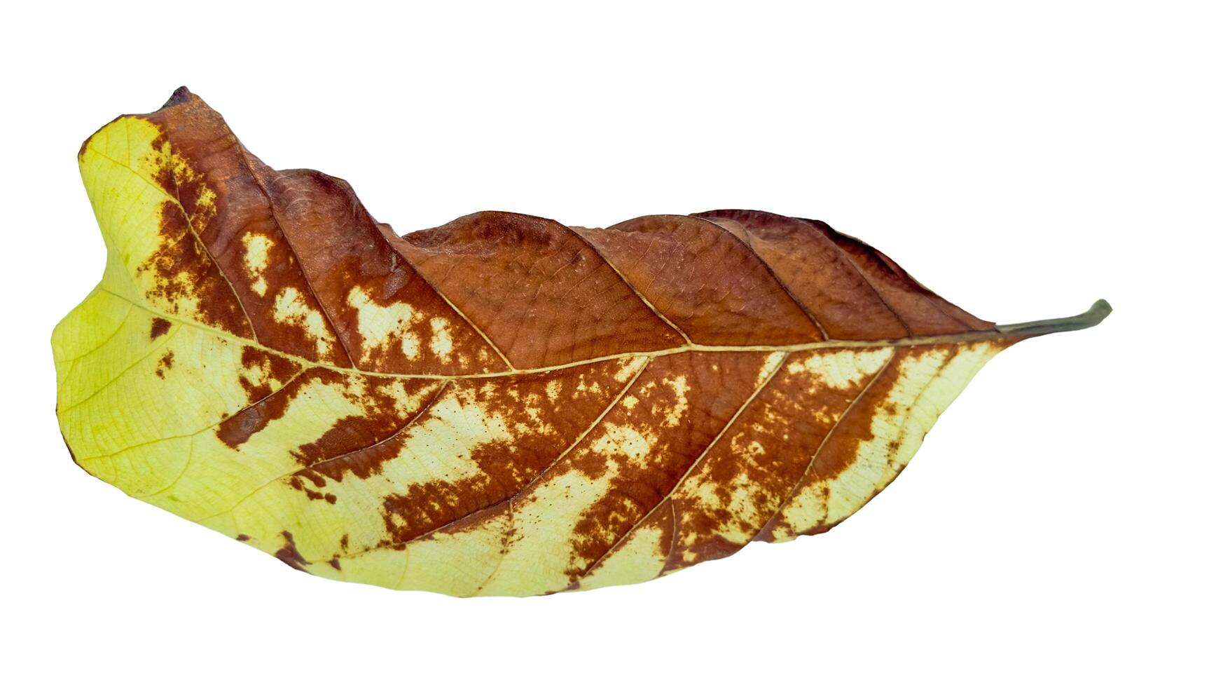 Cut out of teak leaf on a white background with clipping paths. The detailed veins and rich yellow and brown color of the leaves are clearly visible. photo