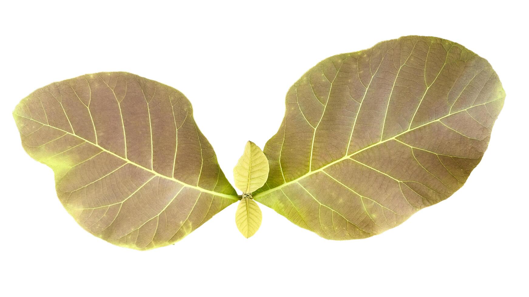 Teak leaves cut out with precise clipping paths, against clean white background. photo