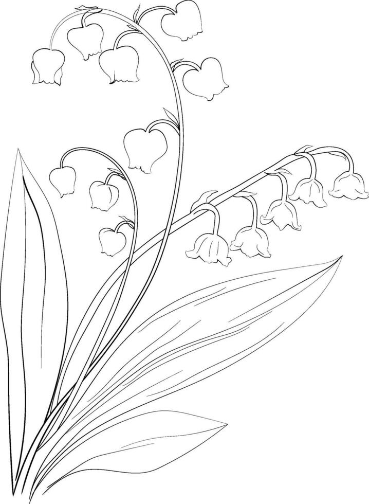 Lily of the valley line drawings, hand-painted lily of the valley wall art, lily of the valley botanical wall art, simple lily drawing, lily of the valley stock outline drawing vector