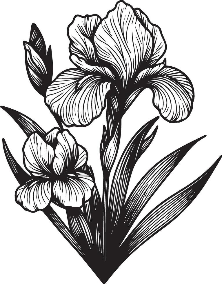 Flower coloring page and books, monochrome sketch, iris flower sketch, iris flowers , floral background with iris flower natural leaf collection, illustration pencil art iris flower vector