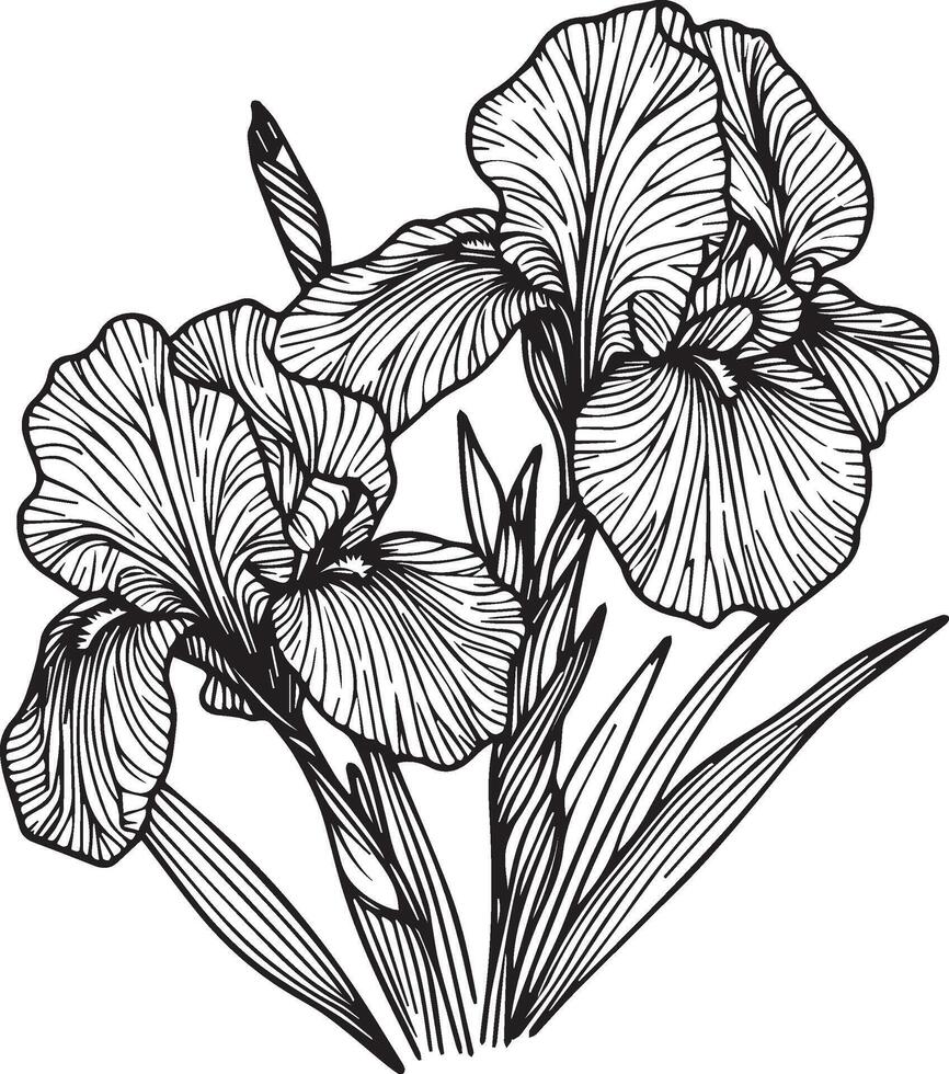 Iris flower drawing, a branch of the botanical spring collection, ink illustration art of iris bouquet, hand-drawn artistically, Zentangle tattoo, easy flower coloring pages and book vector