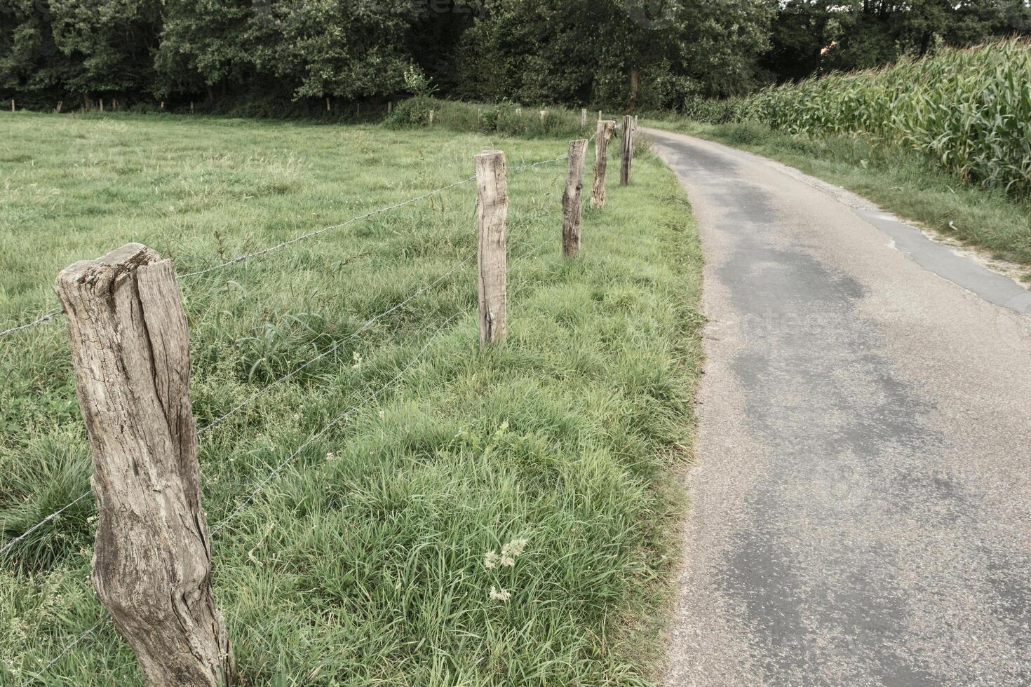 narrow asphalt road, fence on the left, cornfield on the right photo