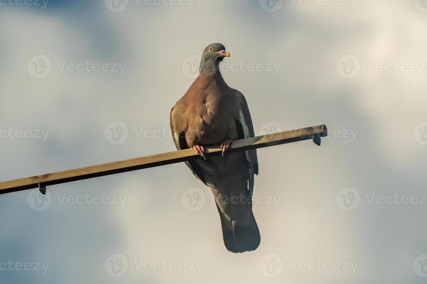dove on a pole in front of a cloudy sky photo