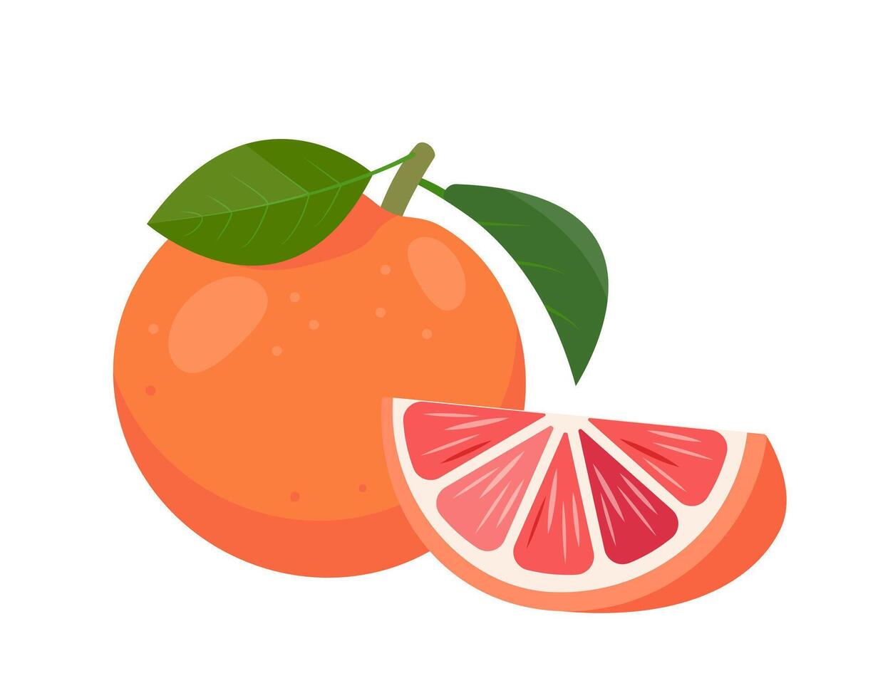 Fresh Grapefruit or red orange fruit with leaves and part of grapefruit. Organic fruit for juice or detox smoothie, vitamin C healthy food. vector