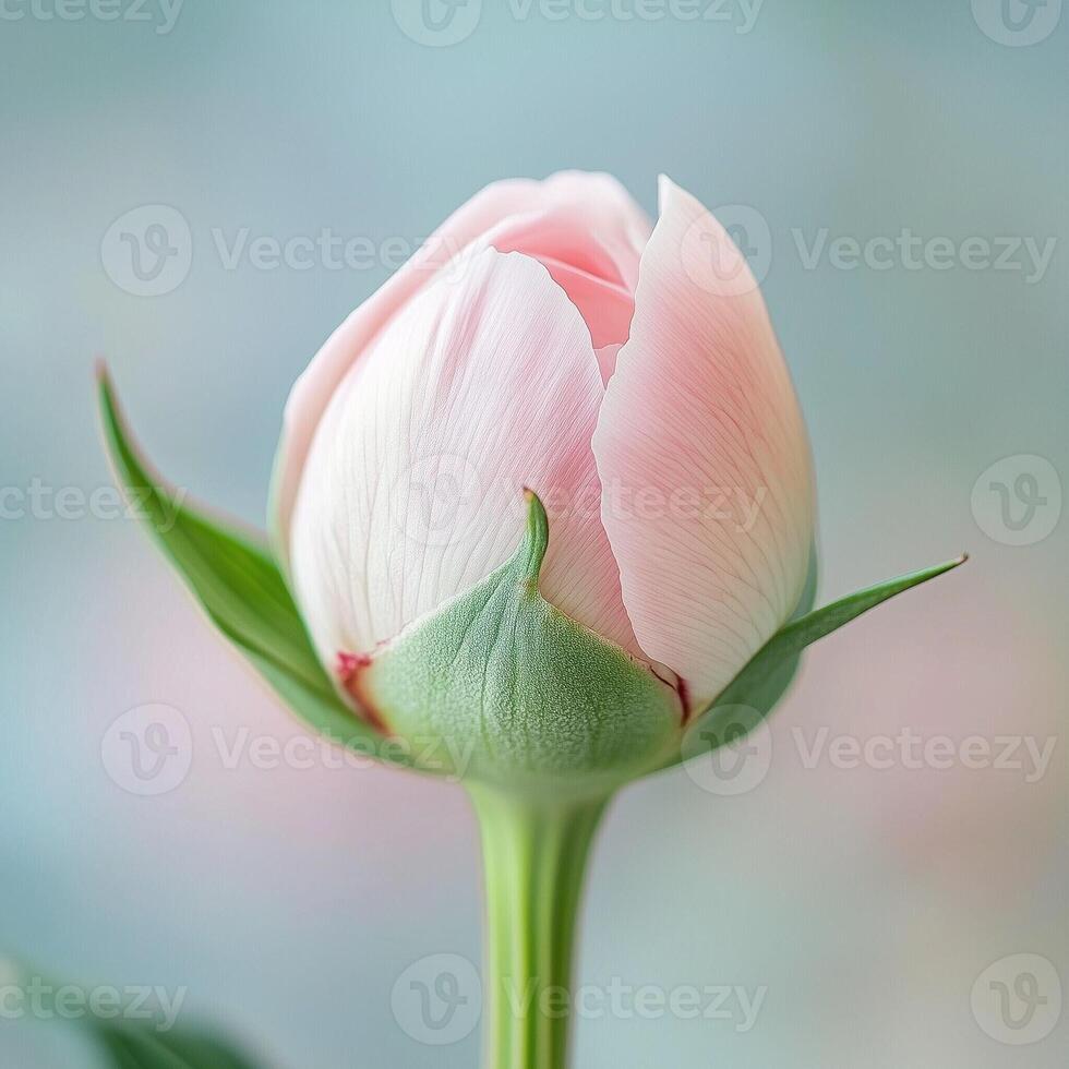 Close-up of a soft pink peony bud with delicate petals and a blurred pastel background photo