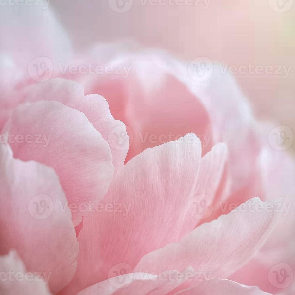 Soft focus close-up of delicate pink peony petals creating a dreamy and ethereal floral composition photo