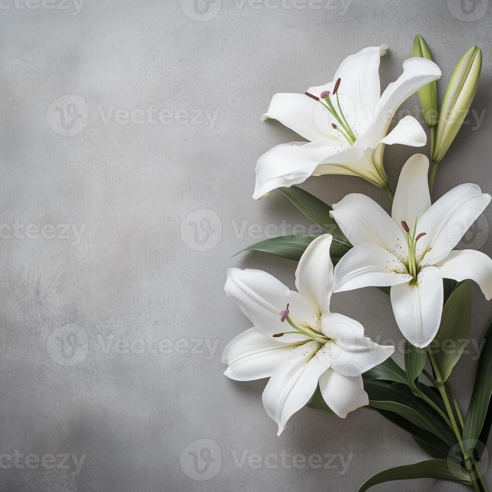 Elegant white lilies arranged against a soft gray background in a minimalist floral composition photo