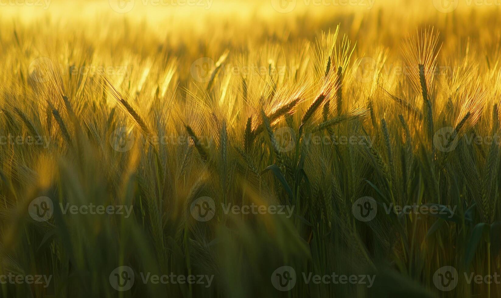 Cornfield at dusk, soft light, golden hues photo