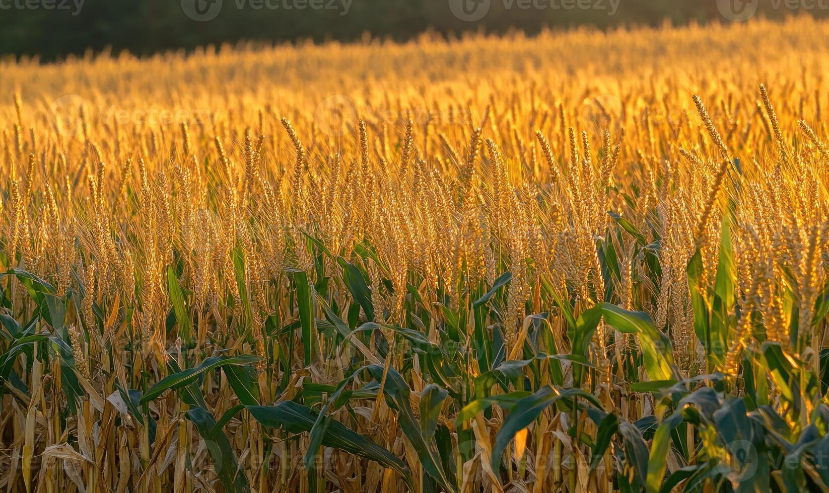 Cornfield at dusk, soft light, golden hues photo