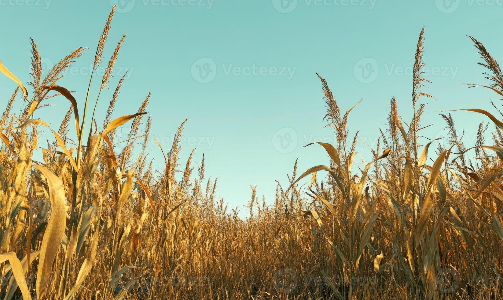 Cornfield, tall stalks, clear sky photo
