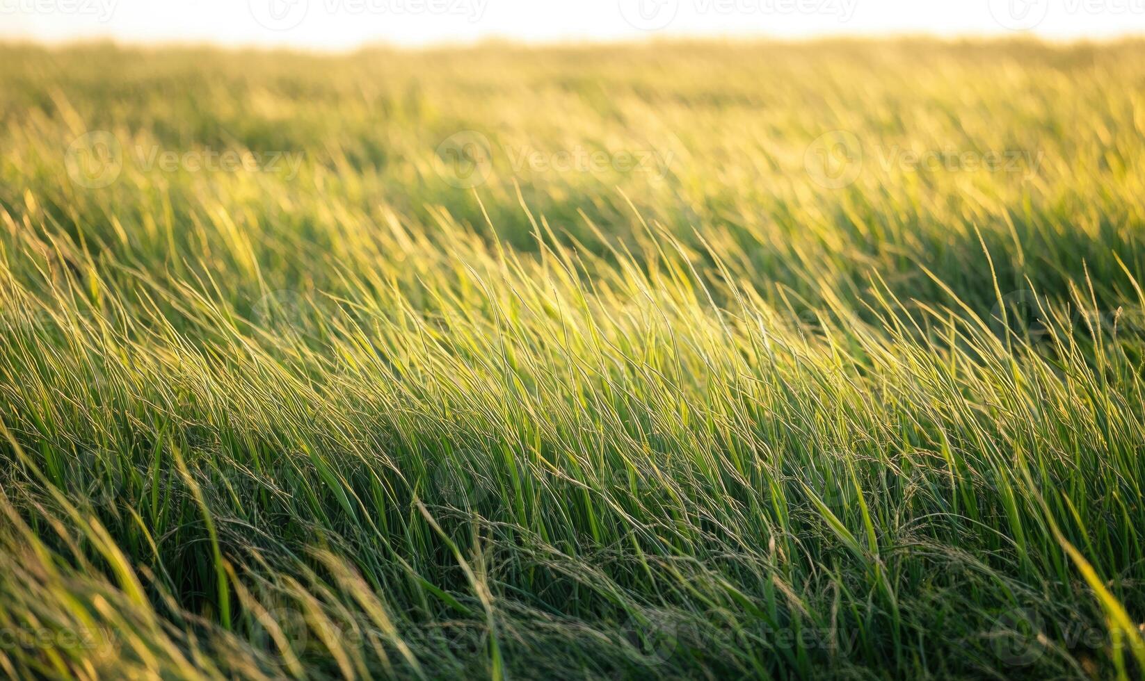 Cornfield in the evening, golden hues, calm breeze, tall green stalks photo