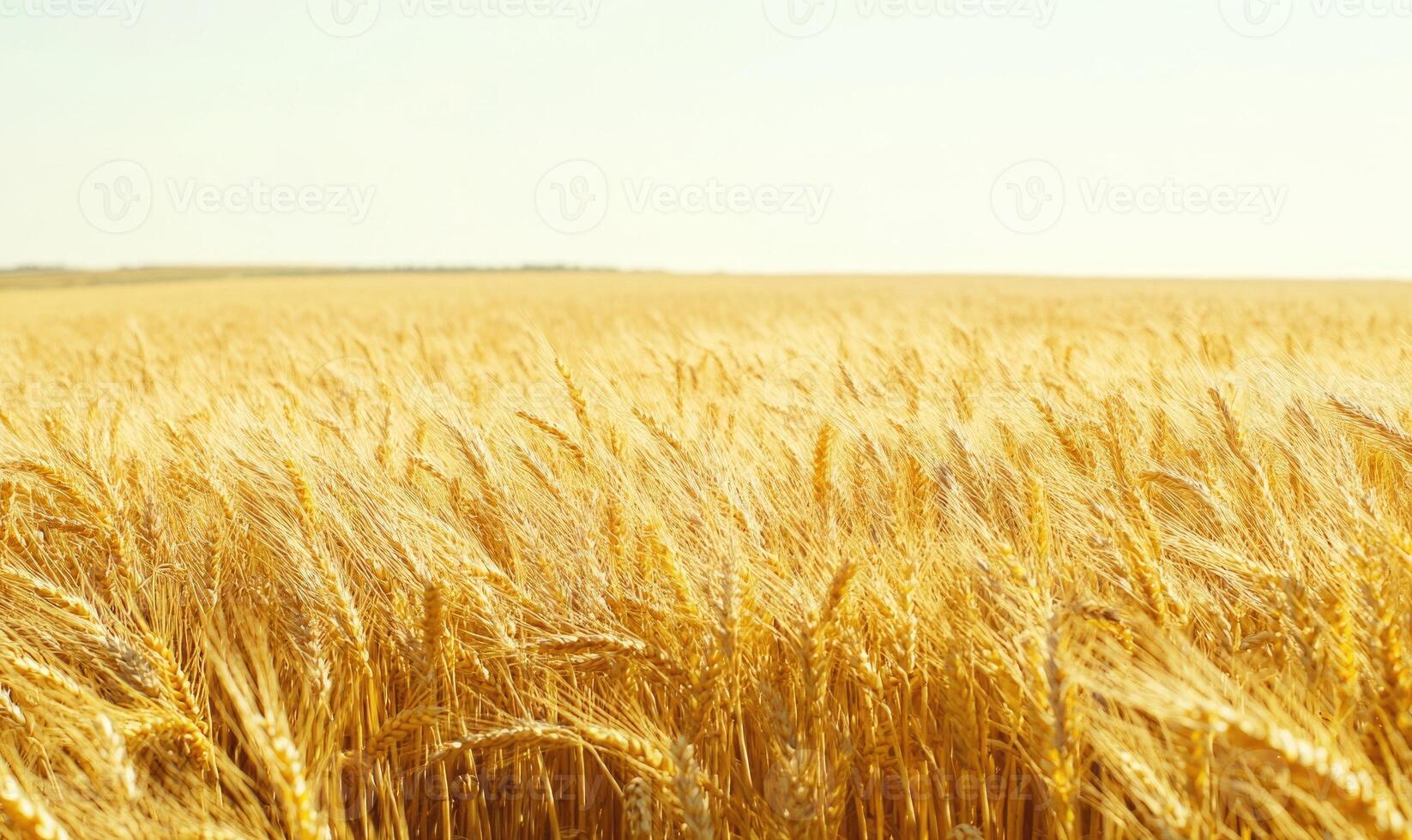 Golden wheat field, endless rows photo