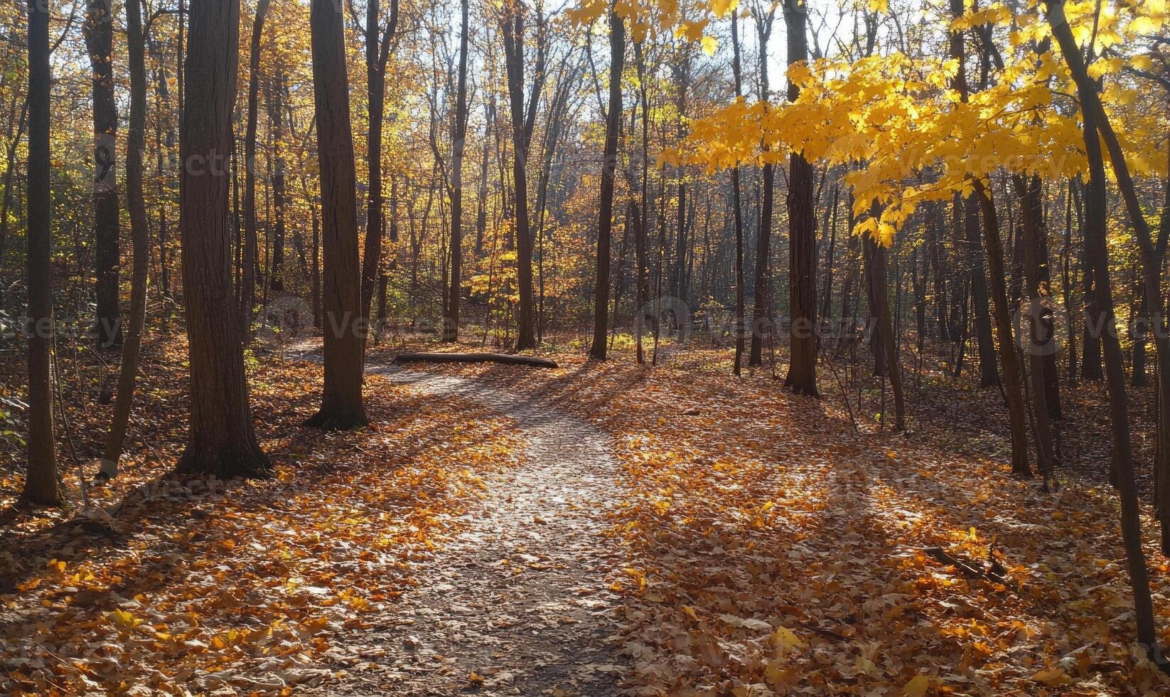 Autumn landscape with forest, winding trail, golden leaves, sunlight filtering through photo