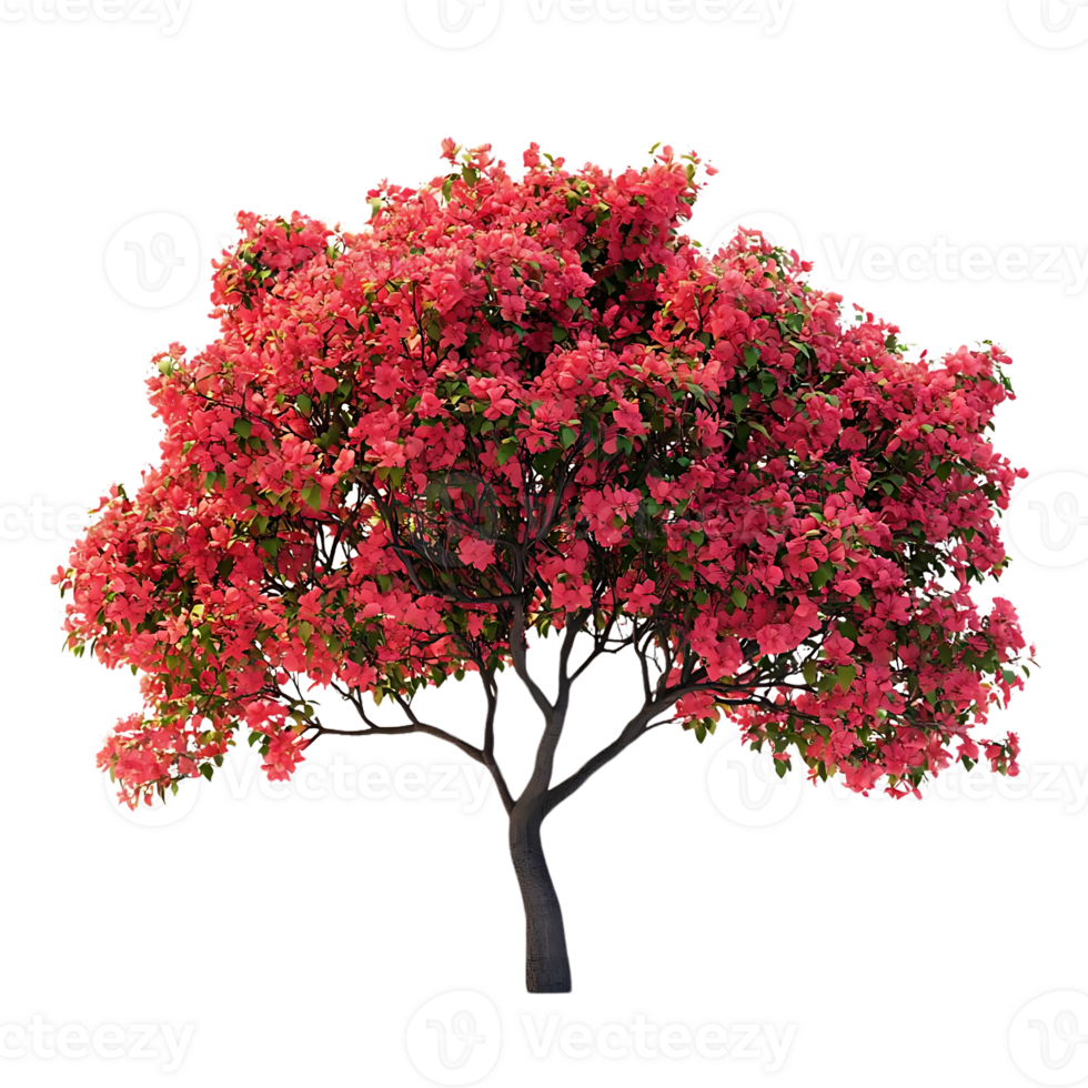 Bougainvillea Tree with Pink Flowers on a Transparent Background, Perfect for Design Projects, Digital Art, and Graphic Design png