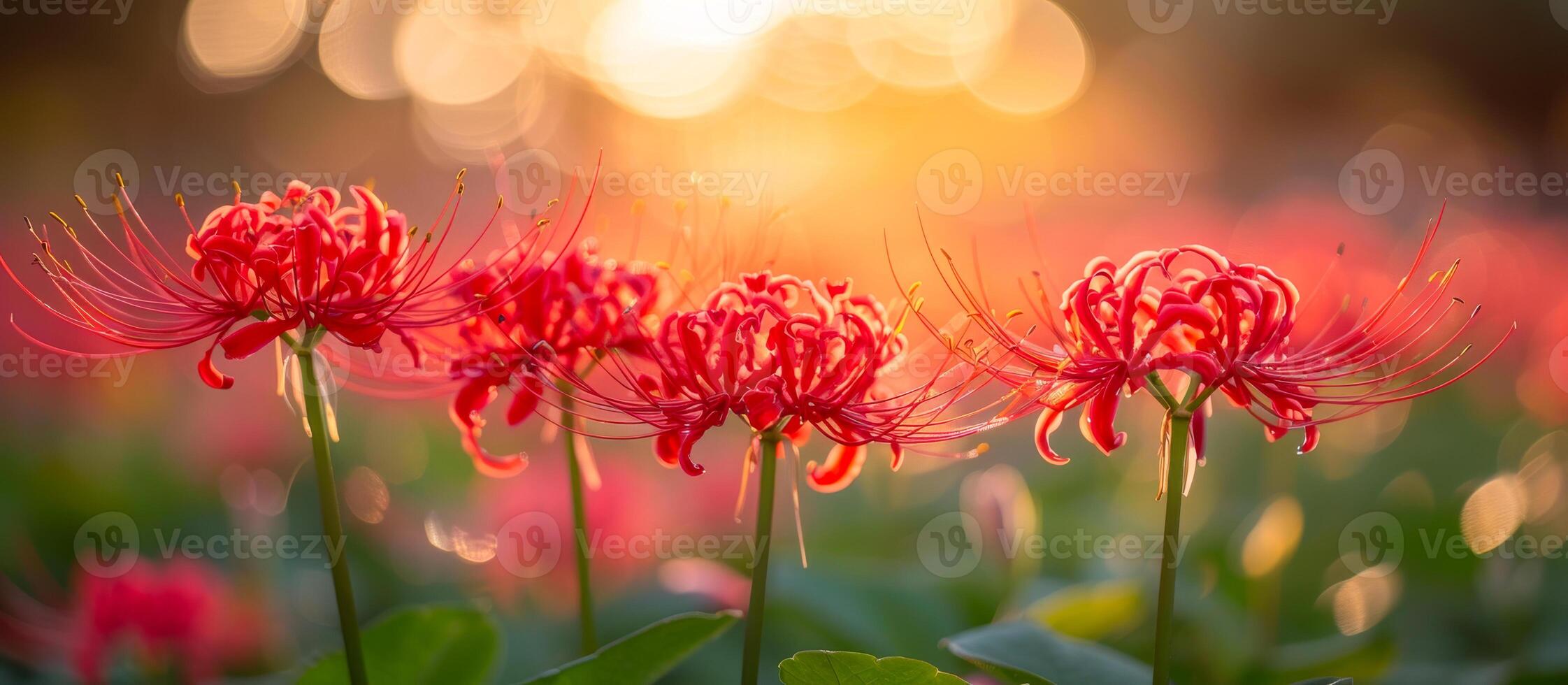 A group of red flowers are in a field with a bright sun in the background. The flowers are in full bloom and are surrounded by green grass. The scene is peaceful and serene photo
