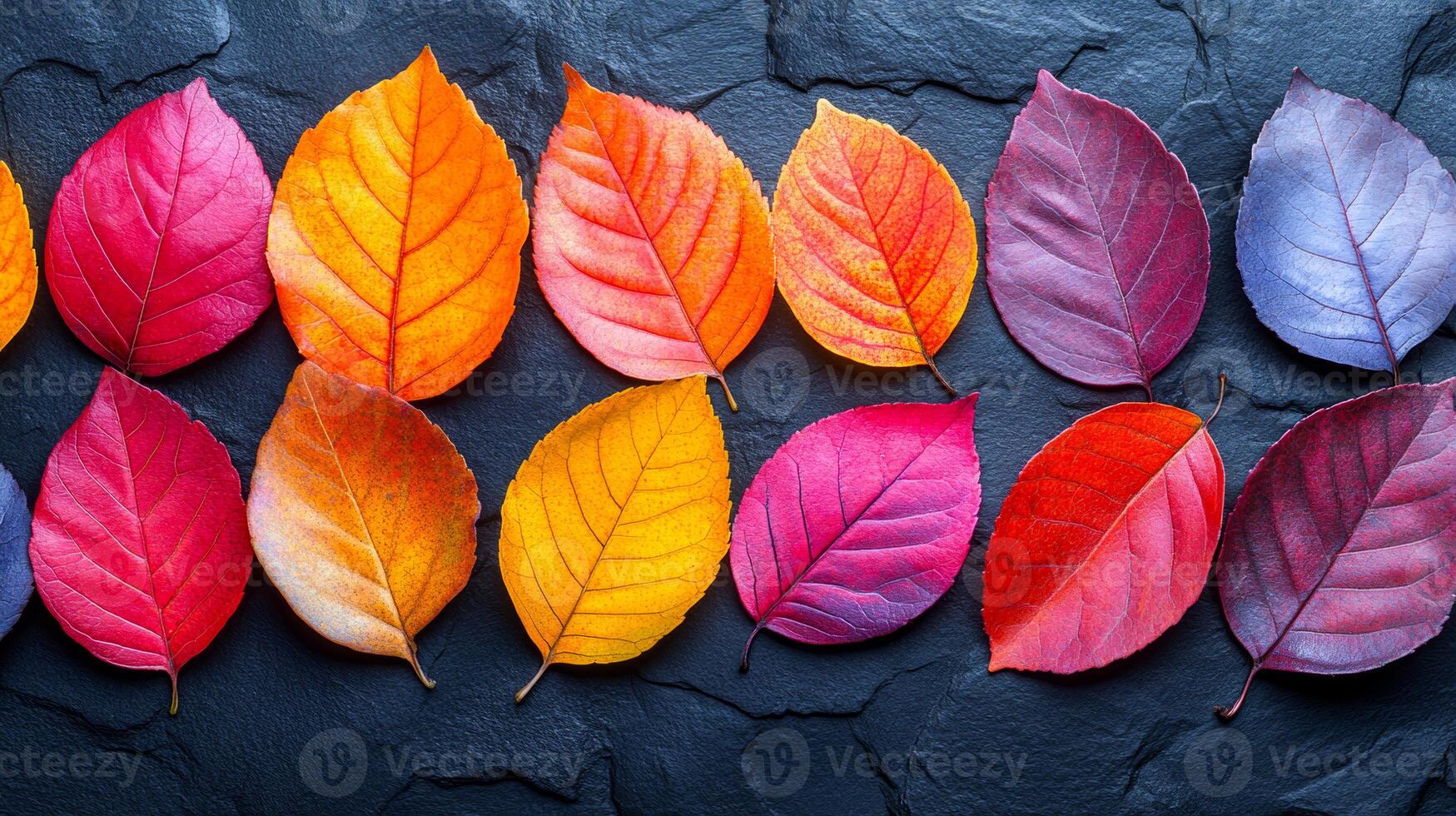 A row of colorful leaves are arranged on a black surface. The leaves are of different colors, including red, orange, and yellow. The arrangement creates a sense of harmony and balance photo