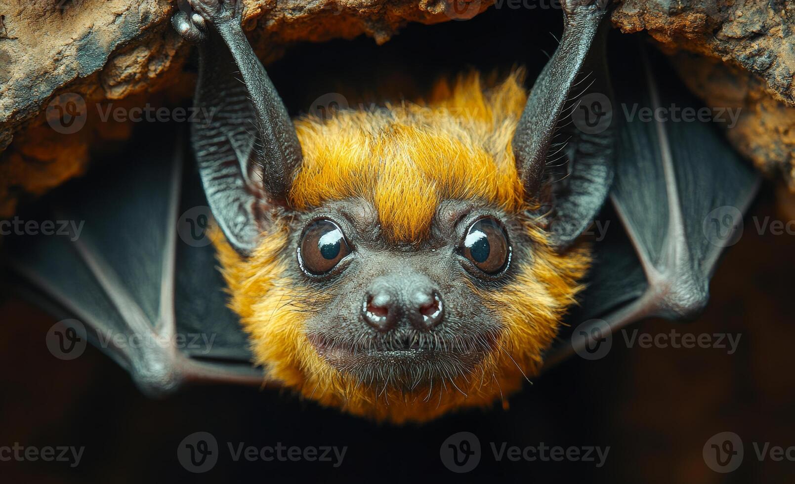A bat is hanging from a rock and looking at the camera. The bat is brown and black photo