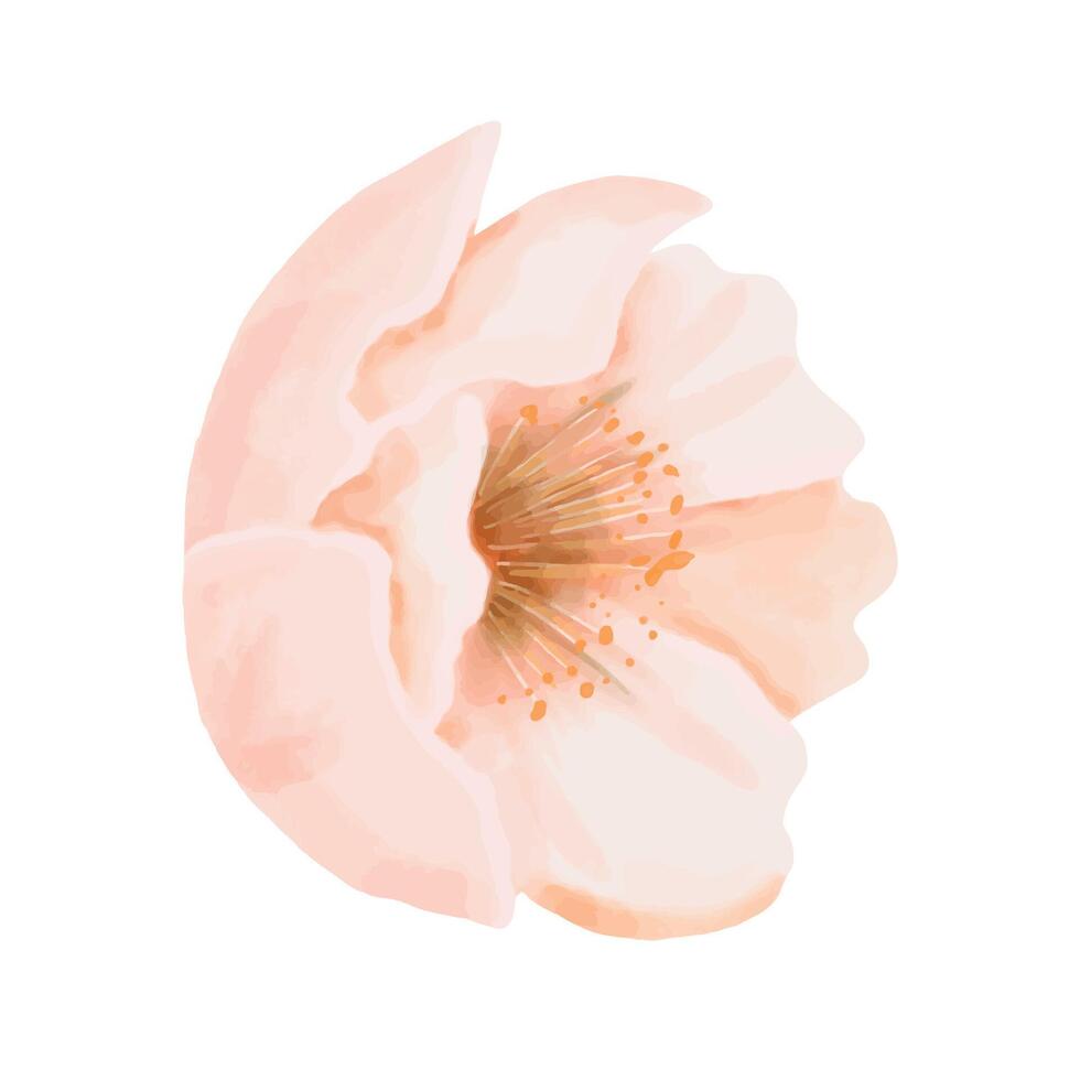 Peach flower side view. Watercolor illustration isolated on a white background. Perfect for wedding invitations, birthday cards and packaging designs. vector