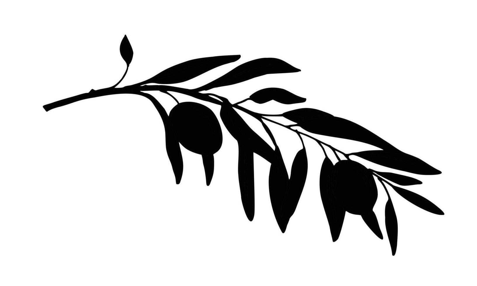 Olive Branch Silhouette isolated on white background. Hand drawn Graphic illustration. Can be used for cards, logos and labels design vector