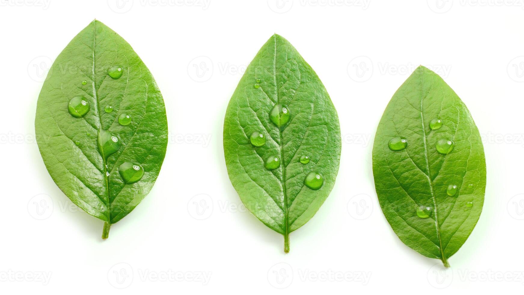 fresh green leaves photo
