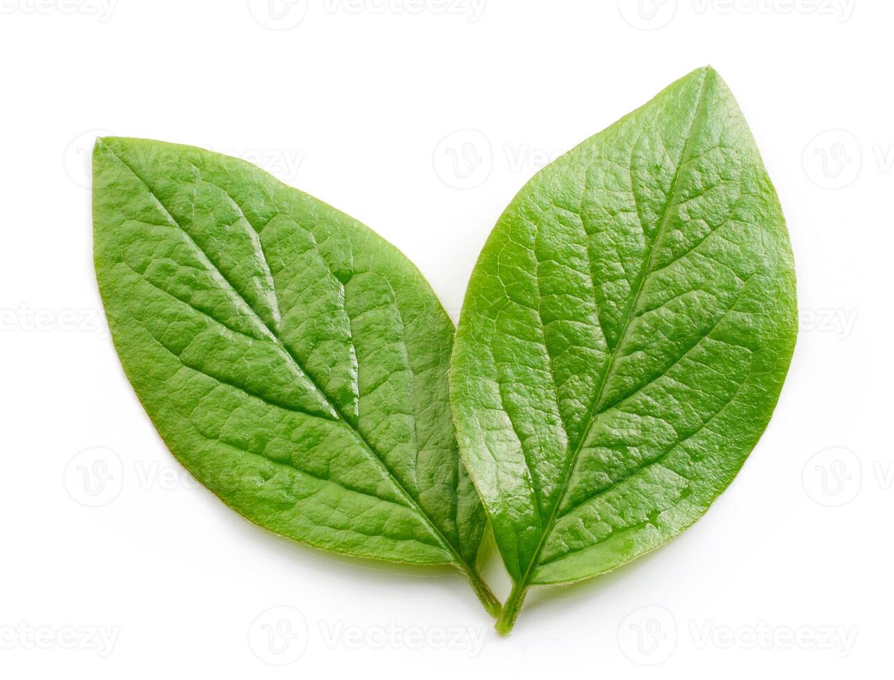 fresh green leaves photo