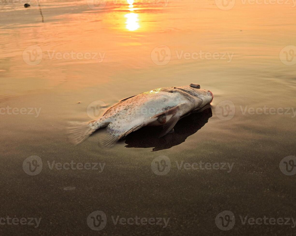 The boat is parked at the edge of the beach photo