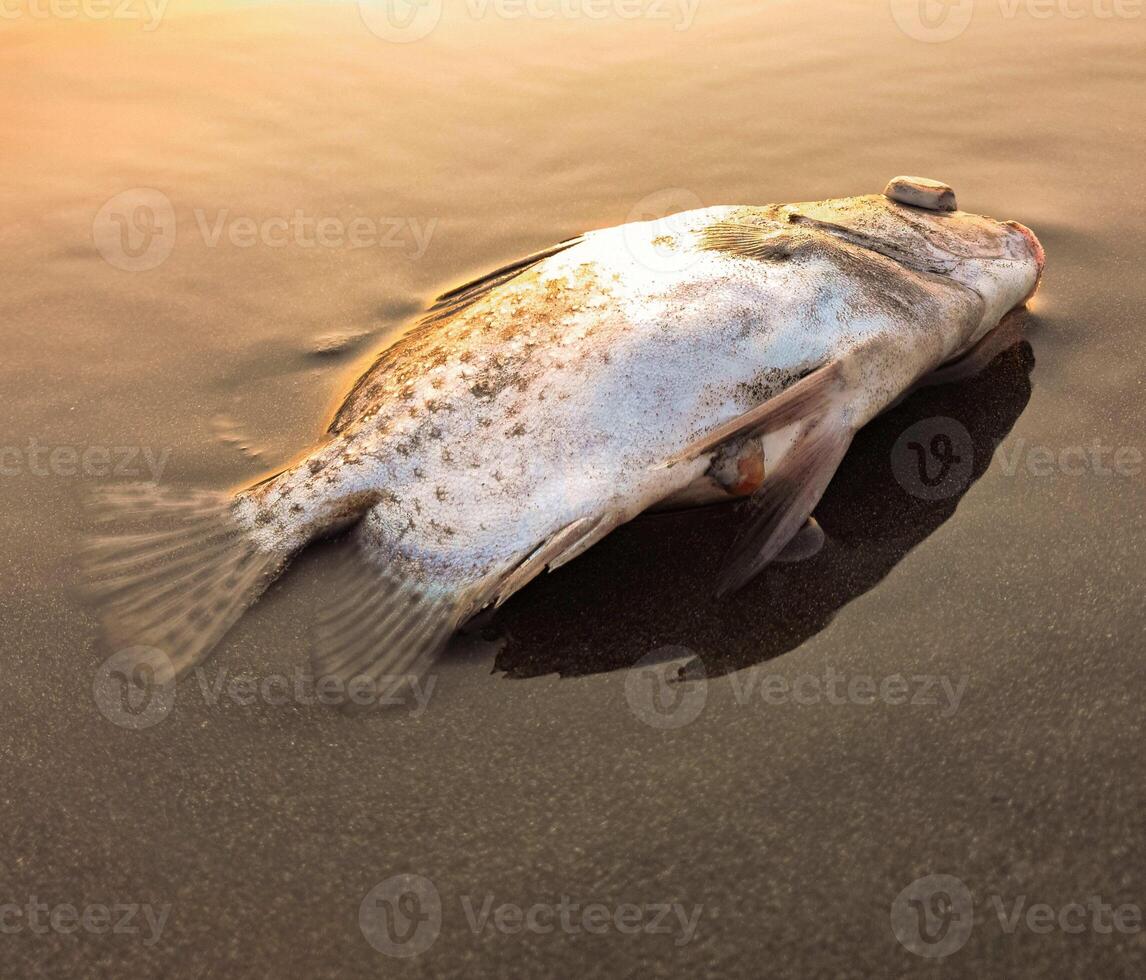 The boat is parked at the edge of the beach photo