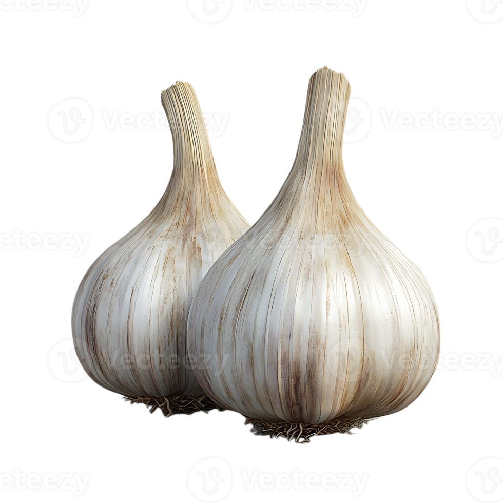 Garlic Bulbs with Transparent Background, Isolated Garlic with No Background, Fresh Garlic Cloves in Focus, Two Garlic Bulbs Close-up, Aromatic Garlic Flavor png