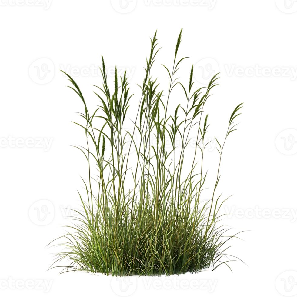 Green Grass Clump with Transparent Background for Design Projects png