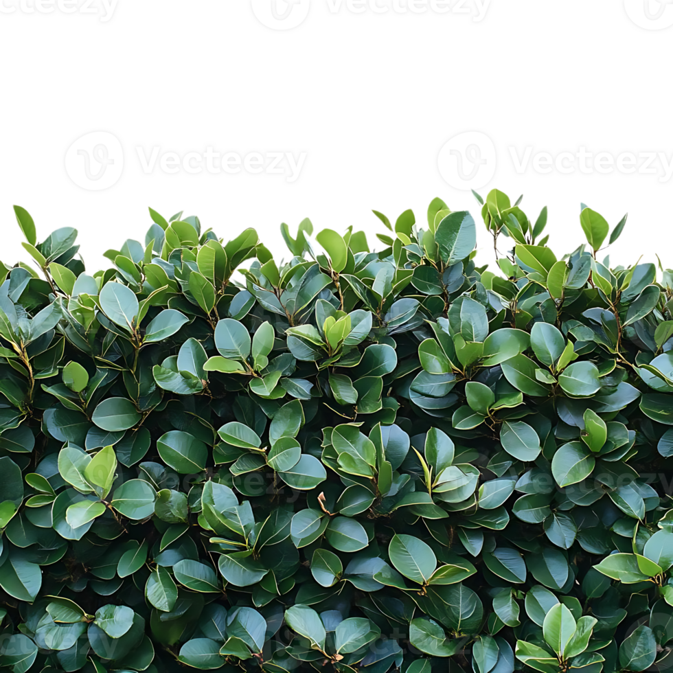 Green Leaves with a Transparent Background for Digital Design and Compositing png