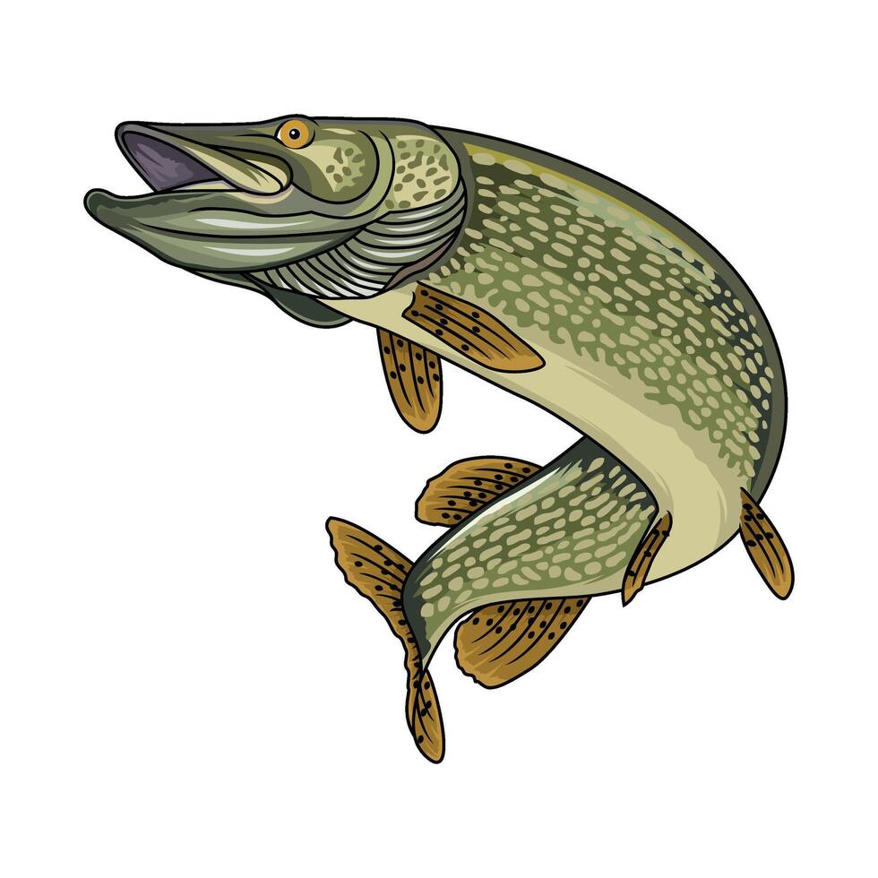 Northern Pike Vector Art, Icons, and Graphics for Free Download northern-pike-vector-art-icons-and-graphics-for-free-download