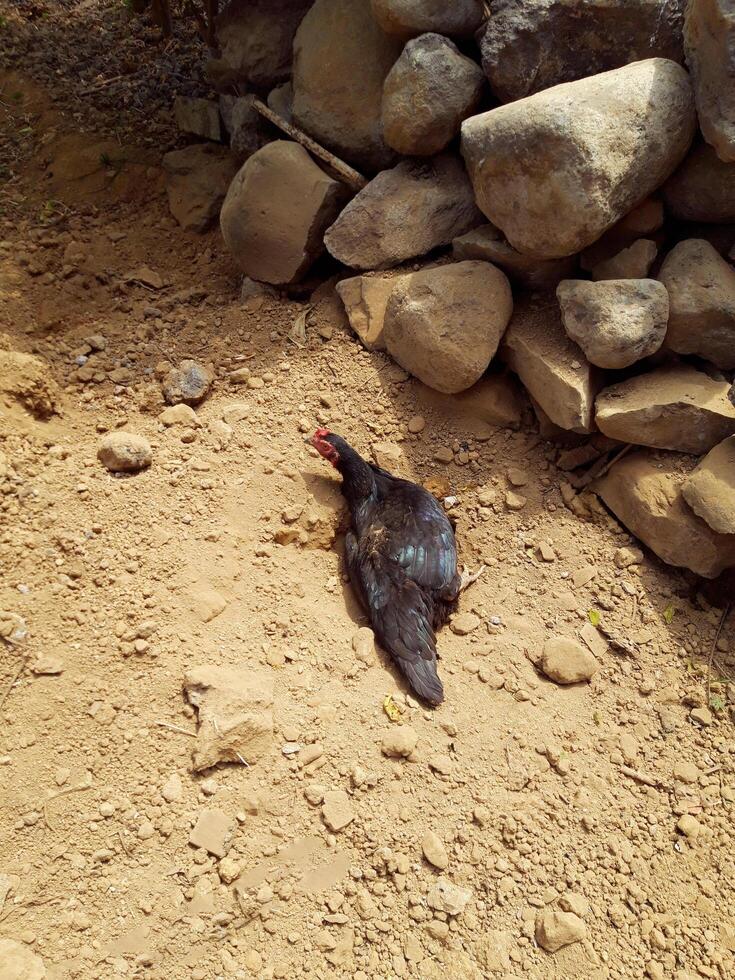 closeup of pet hen taking a bath on dry ground under the sunlight, good for background photo
