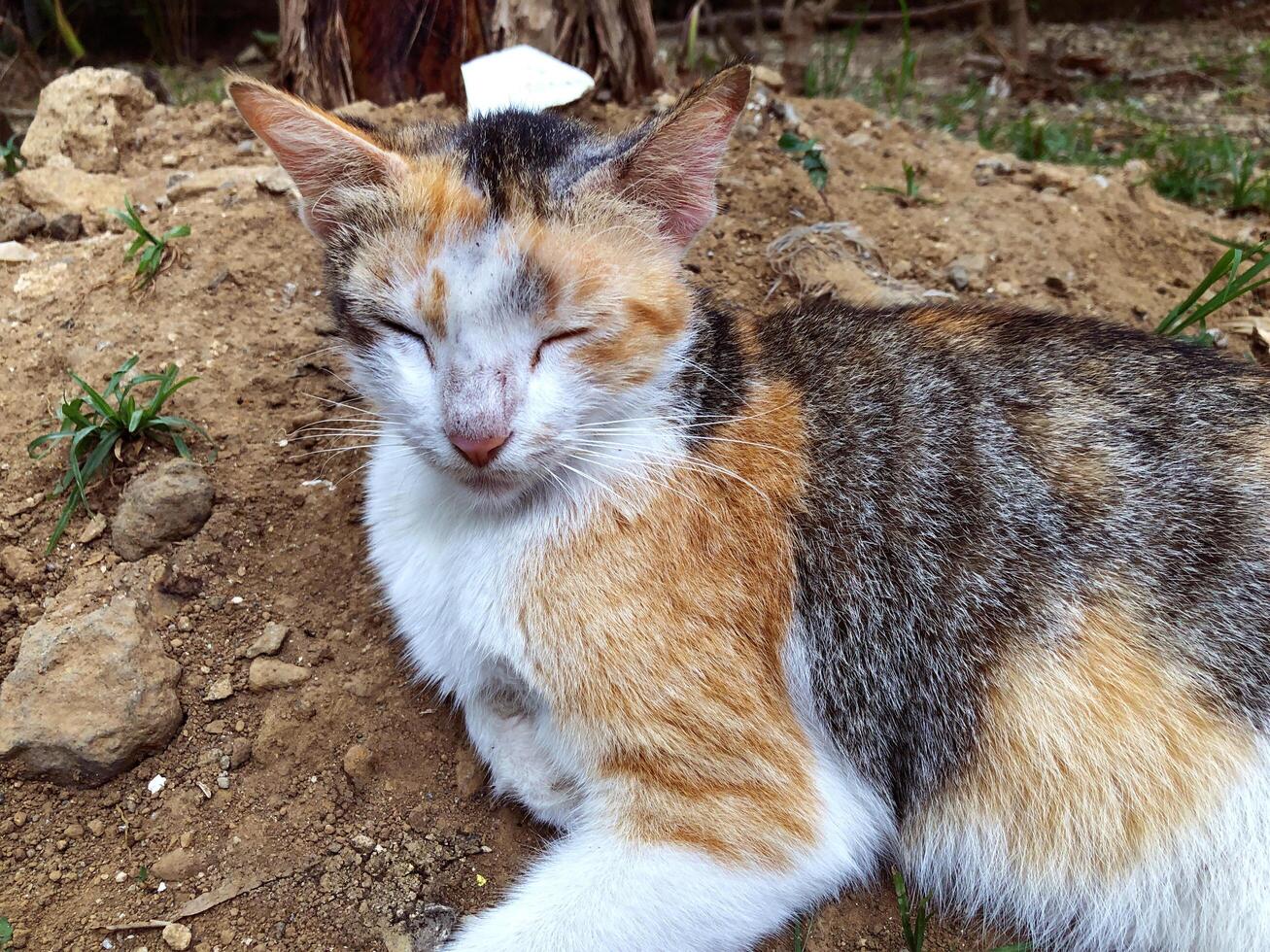 closeup of cat sleeping on cassava field ground, cat outdoors, cat on concrete wall, confused cat, good for background photo