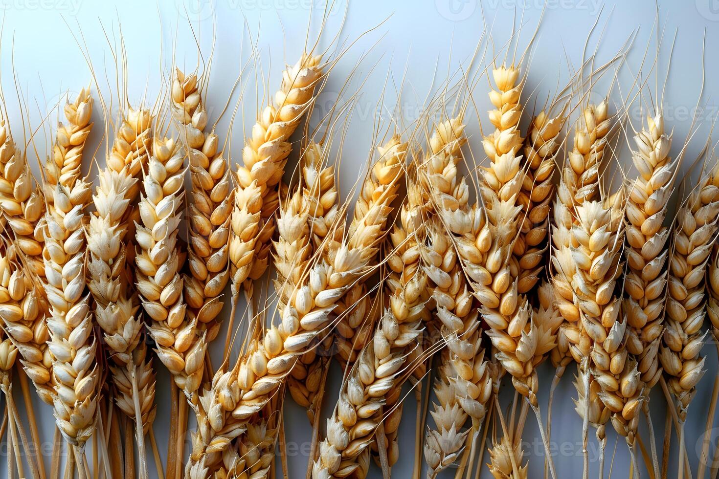 Golden Wheat Ears on Light Background Symbol of Agriculture and Harvest Season Ideal for Nature-themed Designs photo