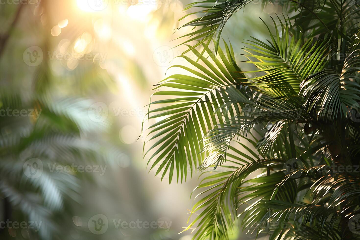 Sunlit Tropical Palm Leaves with Bokeh Effect Nature Background for Print, Card, Poster Design photo