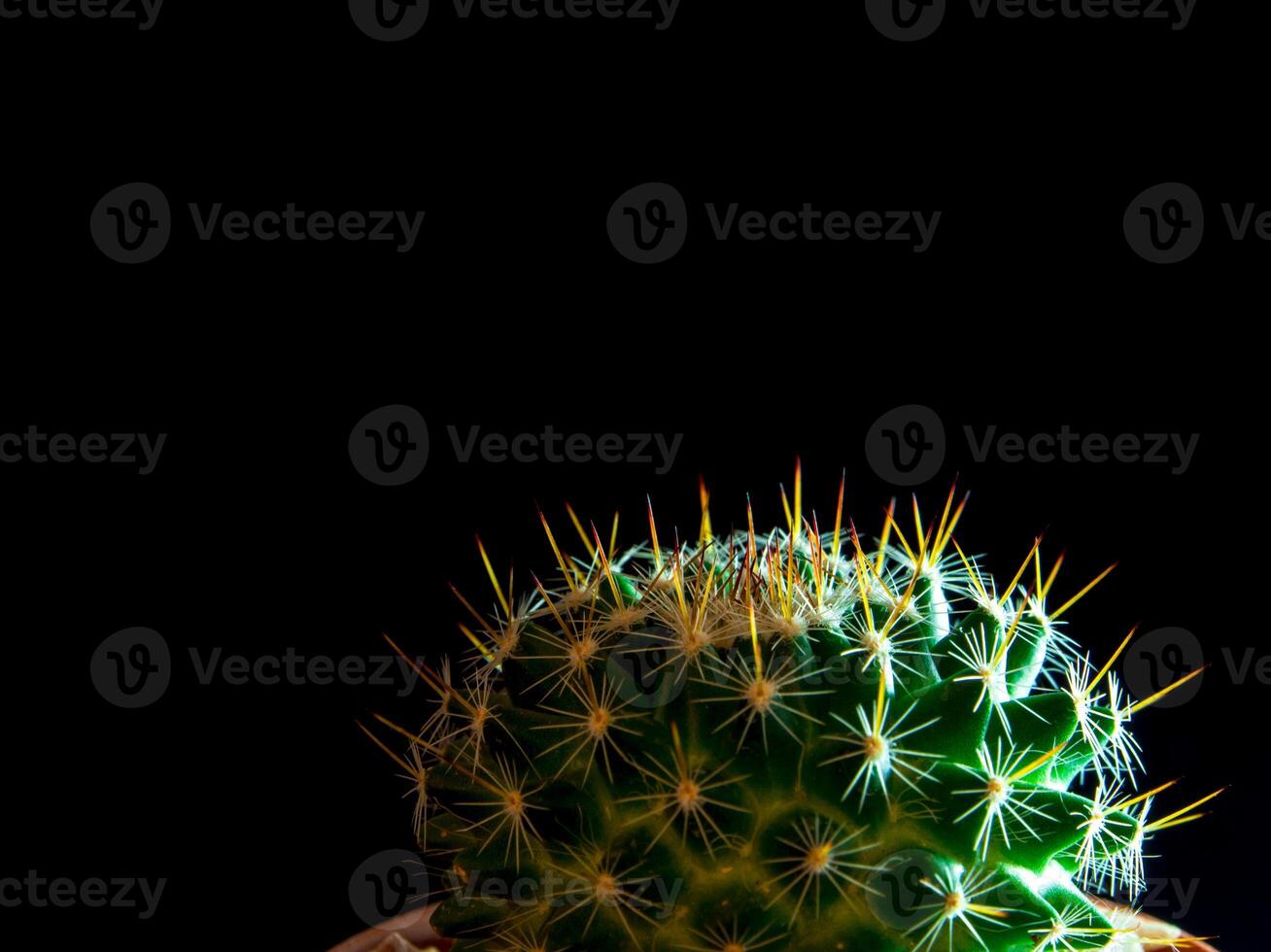Cactus species Mammillaria on black background photo