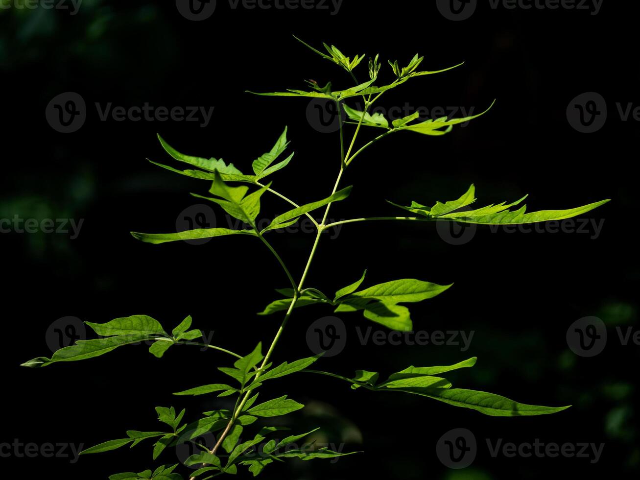 Leaves of Chinese Chastetree Vitex negundo in light in the garden photo
