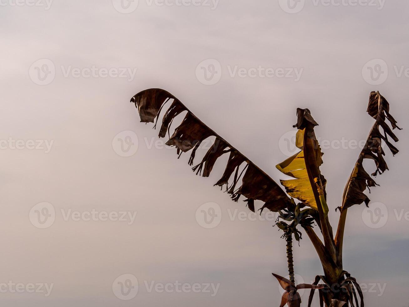 A wilt banana tree with tattered leaves in barren field photo