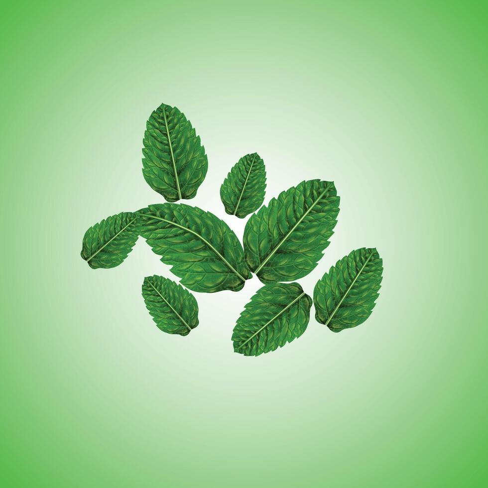 Falling mint leaves, spearmint on a green background. vector