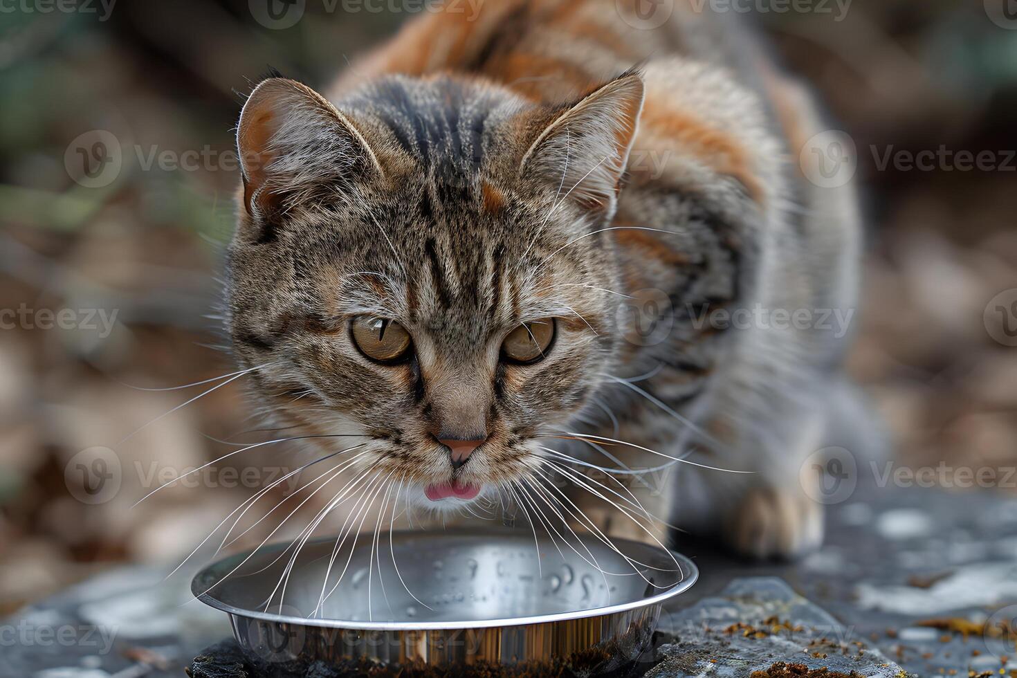 Close-Up of a Tabby Cat Drinking Water from a Metal Bowl in Natural Setting photo